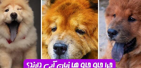 عکس سگ چاوچاو وحشی