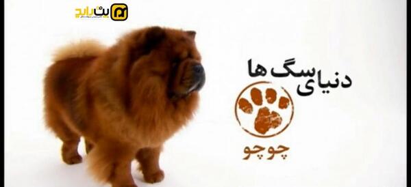 عکس سگ چاوچاو وحشی