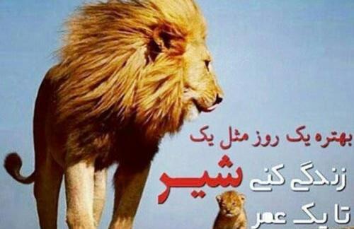 عکس شیر با نوشته لاتی