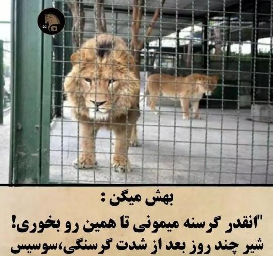 عکس شیر با نوشته لاتی