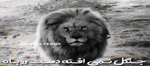 عکس شیر با نوشته لاتی