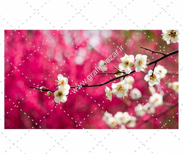 عکس شکوفه های آلبالو