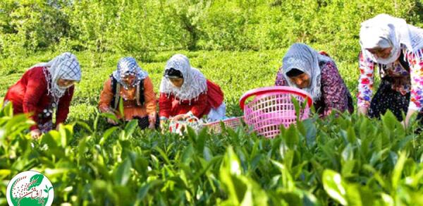 عکس بهار لاهیجان