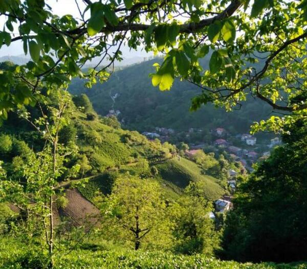 عکس بهار لاهیجان