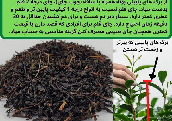 عکس بهار لاهیجان