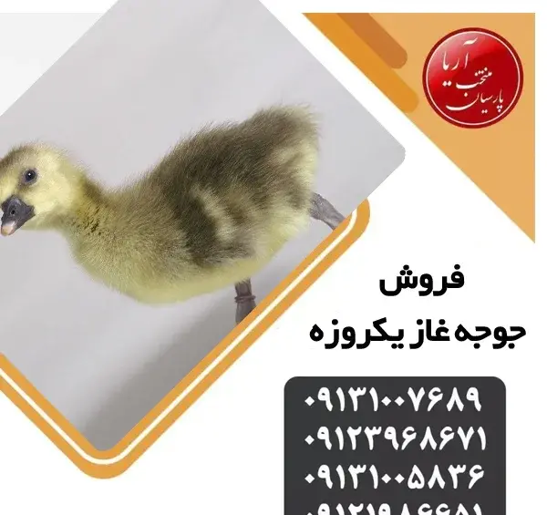 عکس بچه غاز ها