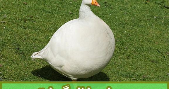عکس بچه غاز ها