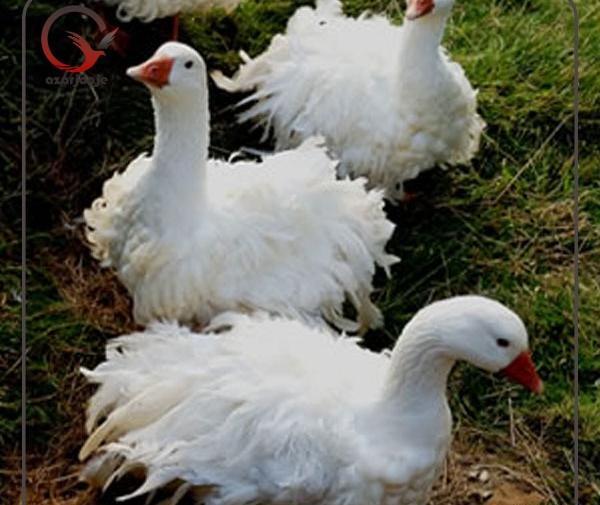 عکس بچه غاز ها