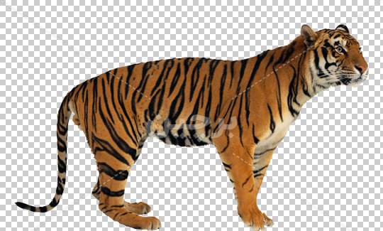 عکس های png