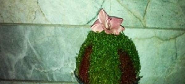 عکس سبزه دو رنگ عید