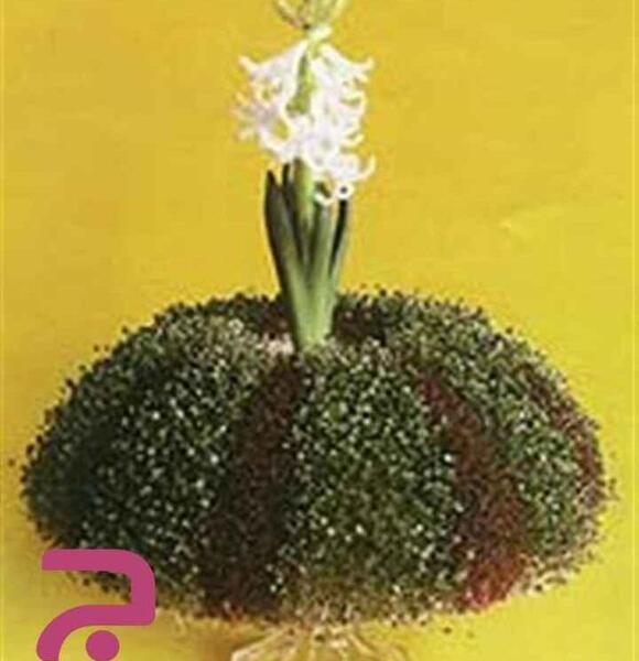 عکس سبزه دو رنگ عید