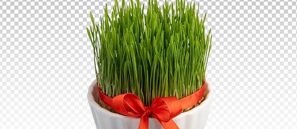 عکس سبزه دو رنگ عید