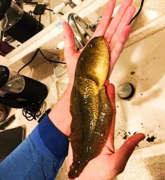عکس بچه قورباغه