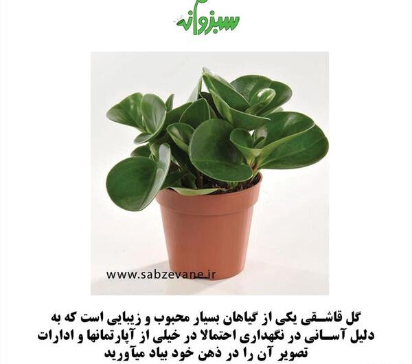 عکس گل طبیعی قاشقی