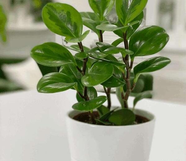 عکس گل طبیعی قاشقی
