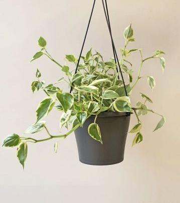 عکس گل طبیعی قاشقی