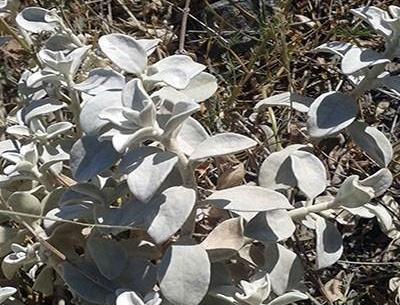 عکس مریم گلی پنبه ای