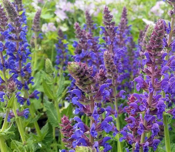 عکس مریم گلی پنبه ای
