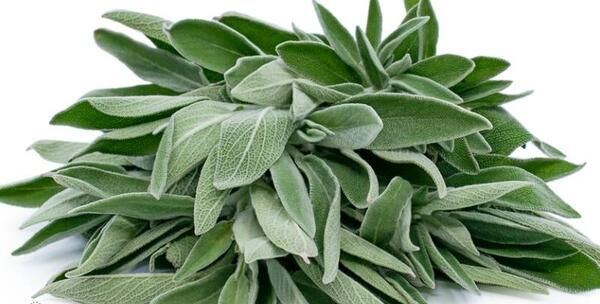 عکس مریم گلی پنبه ای
