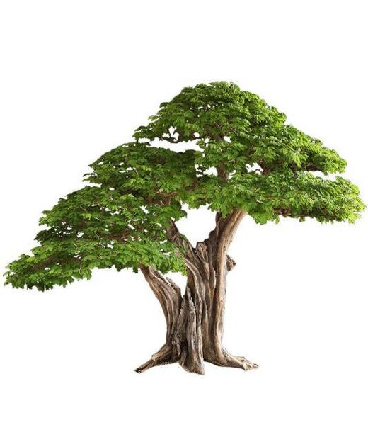 عکس لایه باز درخت