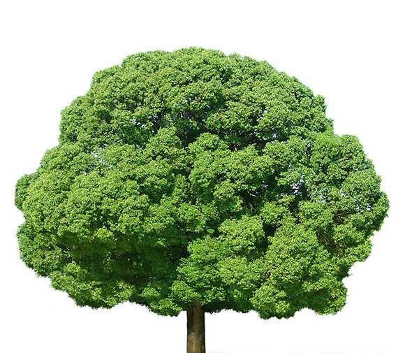 عکس لایه باز درخت