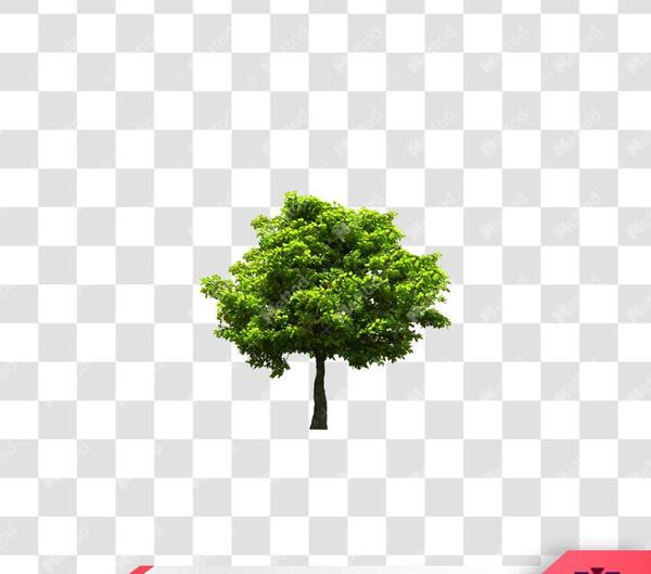 عکس لایه باز درخت