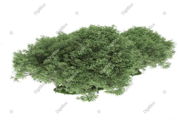 عکس لایه باز درخت