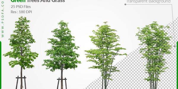 عکس لایه باز درخت