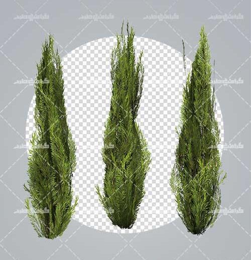 عکس لایه باز درخت