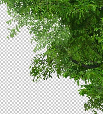 عکس لایه باز درخت