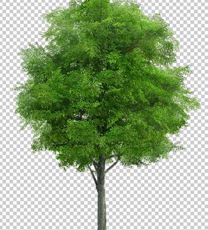 عکس لایه باز درخت