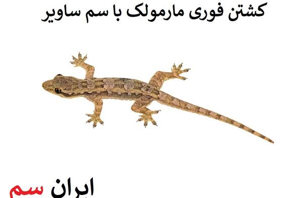 عکس مارمولک بزرگ خانگی