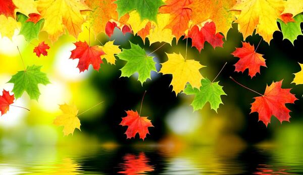 عکس پاییزی رنگی