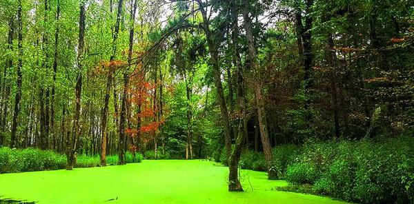 عکس جاهای دیدنی رشت