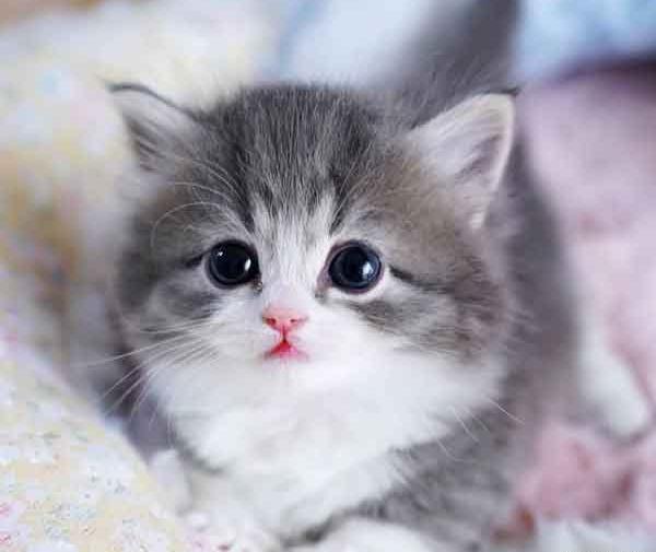 عکس گربه های بامزه و ملوس