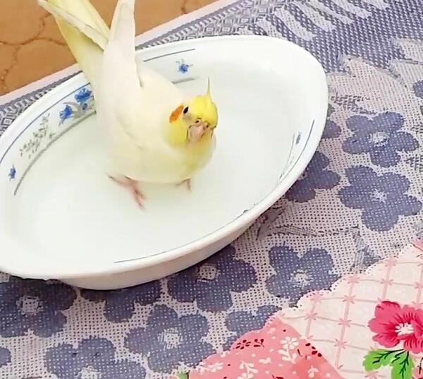 عکس عروس هلندی حرف بزنه
