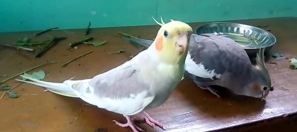 عکس عروس هلندی حرف بزنه