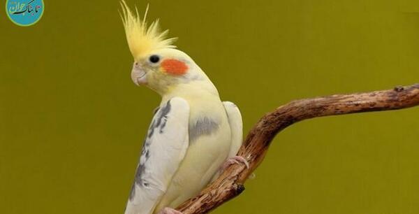 عکس عروس هلندی حرف بزنه
