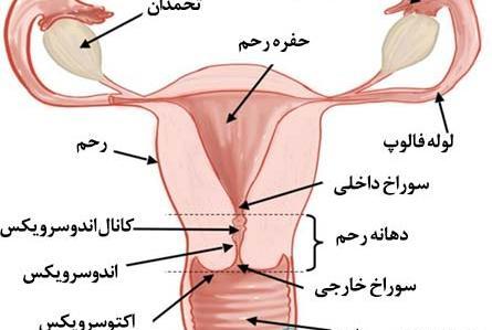 عکس تصویر آناتومی بدن زن