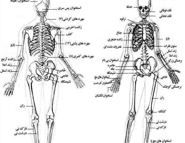 عکس تصویر آناتومی بدن زن