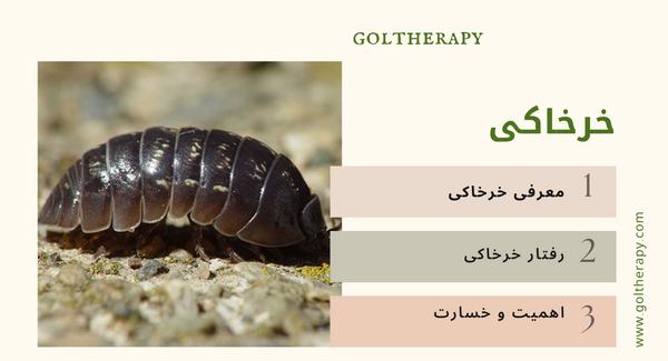 عکس حیوان خرخاکی