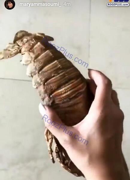 عکس حیوان خرخاکی