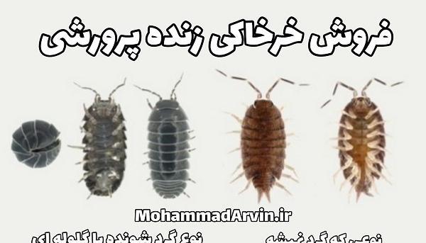 عکس حیوان خرخاکی