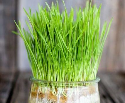 عکس از سبزه ی عید