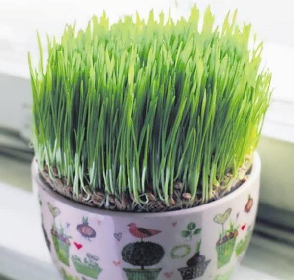 عکس از سبزه ی عید
