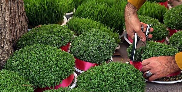 عکس از سبزه ی عید
