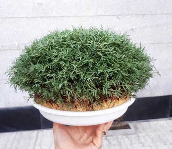 عکس از سبزه ی عید