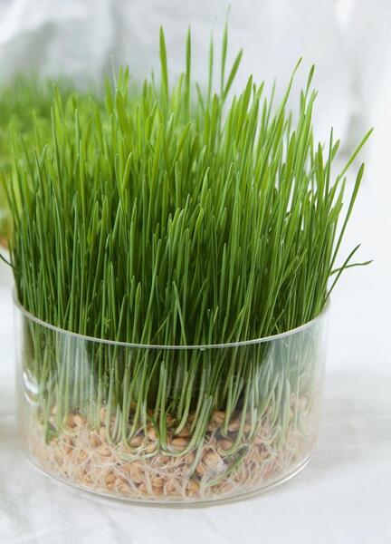 عکس دختر با سبزه عید