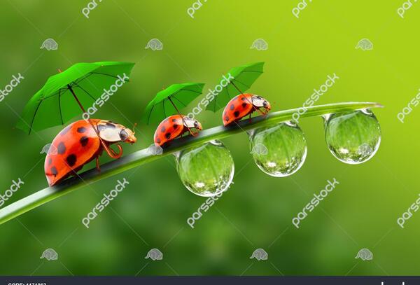 عکس خنده دار طبیعی