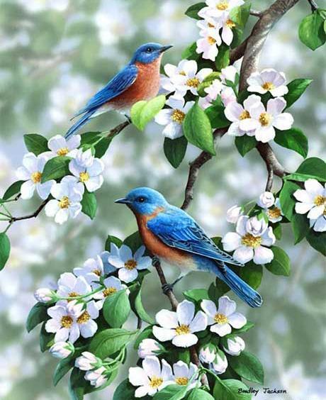 عکس ایده نقاشی پرنده